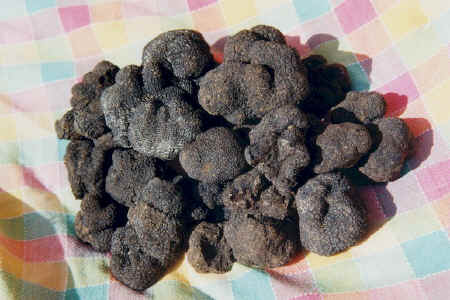 Norcia black truffles