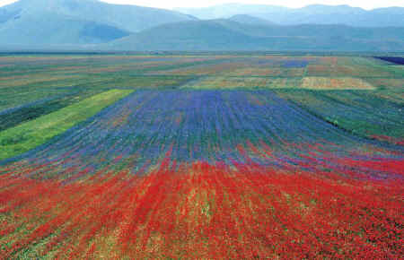 Fiorita di Castelluccio